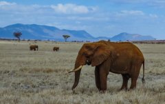 elephant-and-mountains