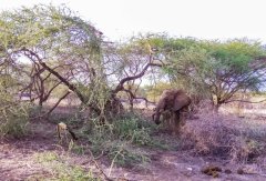 elephant-foraging-95