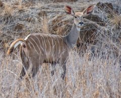 female-lesser-kudu-104