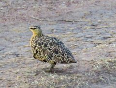 female-yellow-troated-sandgrouse-19