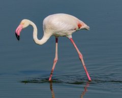 flamingo-1-74