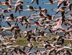 flamingo-swarm-75