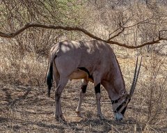 fringe-eared-oryx-87