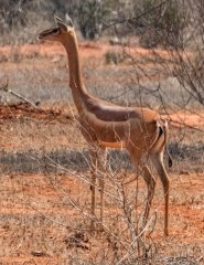 gerenuk-1-128