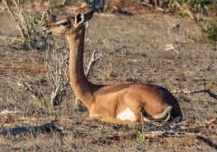 gerenuk-113