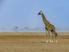 giraffe-in-Amboseli-40