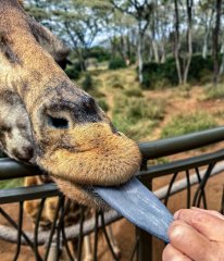 giraffe-with-tidbit-140