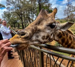 giraffe at-sanctuary-139