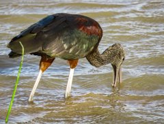 glossy-ibis-51