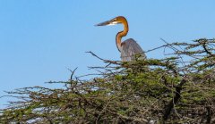 goliath-heron-8