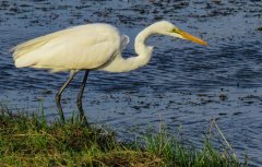 great-egret-54