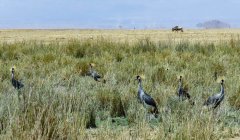 grey-crowned-crane-79