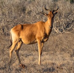 hartebeest-115