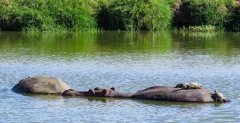 hippos-with-hitchhikers-23