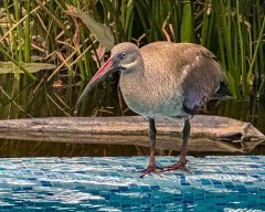 ibis-at-poolside-141