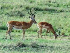 impala-12