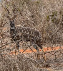 kudu-130