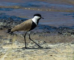 lapwing-16