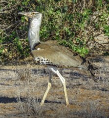 largest-flying-bird-native-to-Africa-137