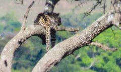 leopard-hanging-out-21