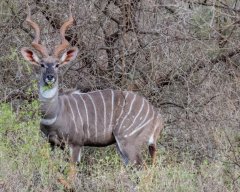 lesser-kudu-102