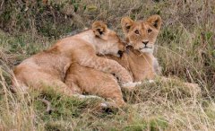 lion-cubs.-Cute-but-...-17