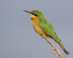 little-bee-eater-99