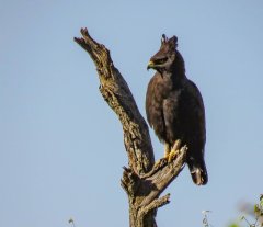 long-crested-eagle-20