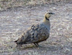 male-yellow-throated-sandgrouse-18