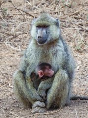 mother-and-infant-babboon-61