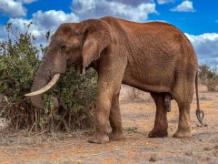 old-single-tusk-bull-132