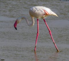 flamingo-in-Amboseli-45