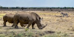 rhinos-in-Nairobi-31