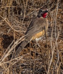 rosy-patched-bushshrike-105