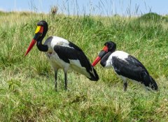 saddle-billed-stork-24