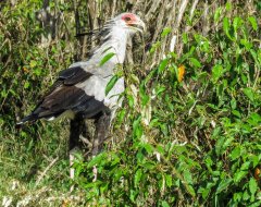 secretarybird-6