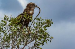 snake-eagle-in-action