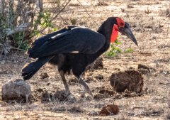 southern-ground-hornbill-111