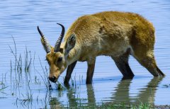 southern-reedbuck-80