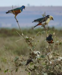 splendid-starling-and-white-headed-buffalo-weaver-62