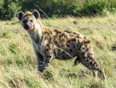 spotted-hyena-2