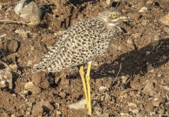 spotted-thick-knee-33
