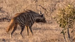 striped-hyena-116