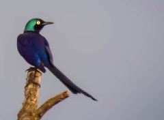 superb-starling-96