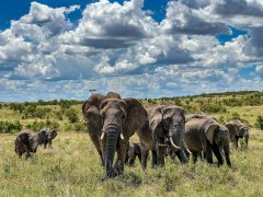 typical-elephant-family-group-5