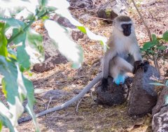 vervet-monkey-88