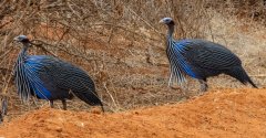 vulturan-guinea-fowl-108