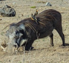 warthog-with-friends-66