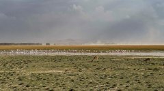 water-in-Amboseli-42