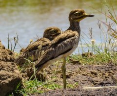 water-thick-knee-26